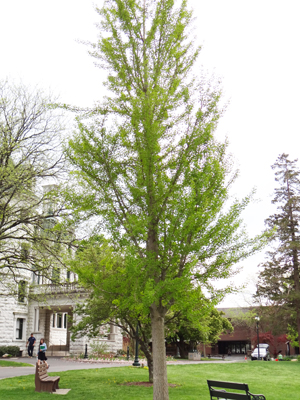 Ginko Biloba International Tree Tour Suny Orange Ginko Tree