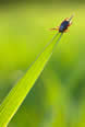 Lyme Disease tick