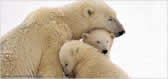 Polar bears cuddling
